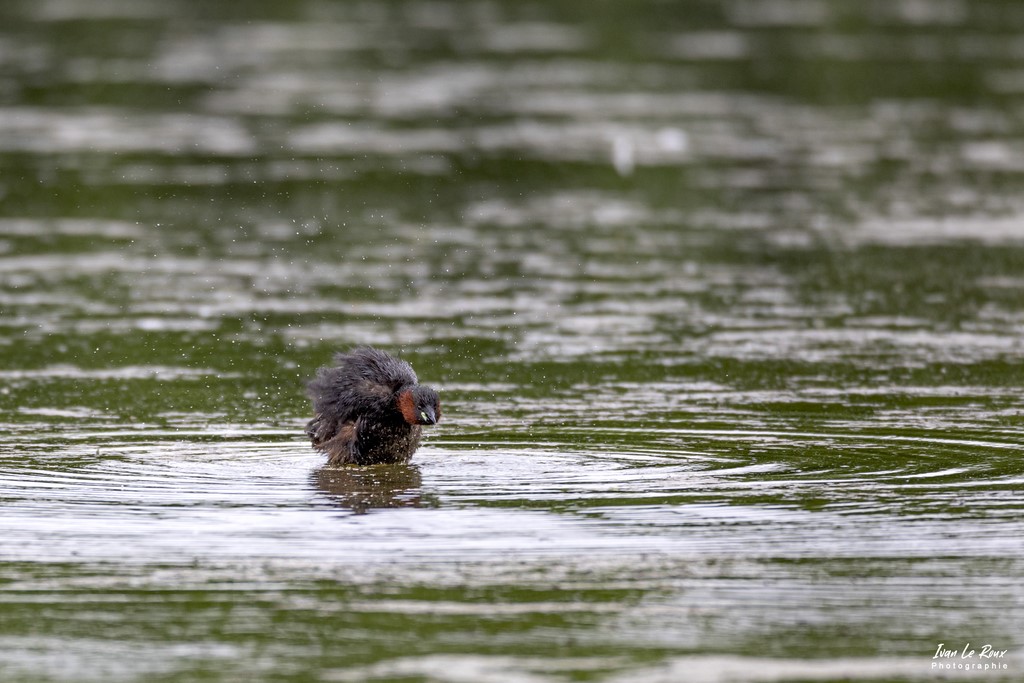 Grèbe Castagneux - Etangs Ecluzelles (28) - 2022 - Canon EOS 5D Mark IV, Sigma 500 mm F/4 OS HSM SPORTS 500 mm + Extender TC-1401 x1.4, 700mm 1/1250s, f/5.6 ISO 800  Priorité Ouverture​