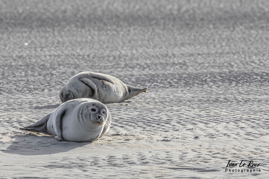 Phoques  & Veaux marins  - Baie d'Authie (62)  - 2022 - Sigma 500mm