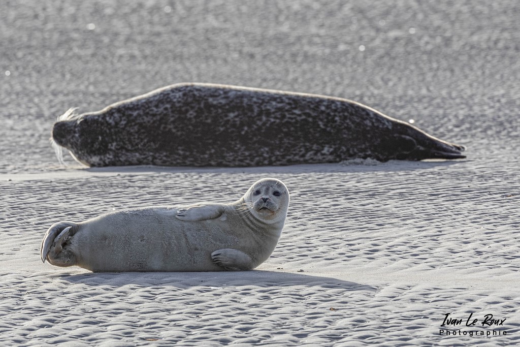 Phoques  & Veaux marins  - Baie d'Authie (62)  - 2022 - Sigma 500mm - Ivan Le Roux - Berck