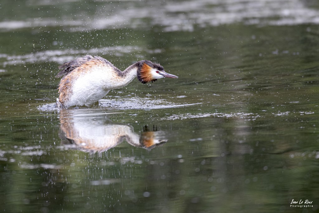 Grèbe Huppé s'ébroue - Etangs Ecluzelles (28) - 2022 - Canon EOS 5D Mark IV, Sigma 500 mm F/4 OS HSM SPORTS 500 mm + Extender TC-1401 x1.4, 700mm 1/640s, f/5.6 ISO 800  Priorité Ouverture​ Ivan