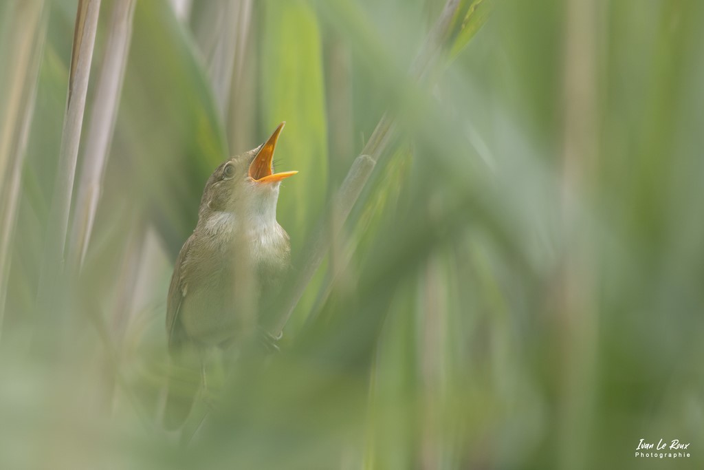 Rousserolle Effarvatte - Etangs Ecluzelles (28) - 2022 - Canon EOS 5D Mark IV, Sigma 500 mm F/4 OS HSM SPORTS 500 mm + Extender TC-1401 x1.4, 700mm 1/1600s, f/6.3 ISO 800  Priorité Ouverture​