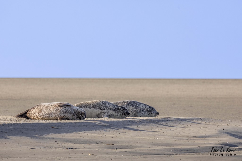 Phoques  & Veaux marins  - Baie d'Authie (62)  - 2022 - Sigma 500mm F4 - Ivan Le Roux Photographe - Berck 62