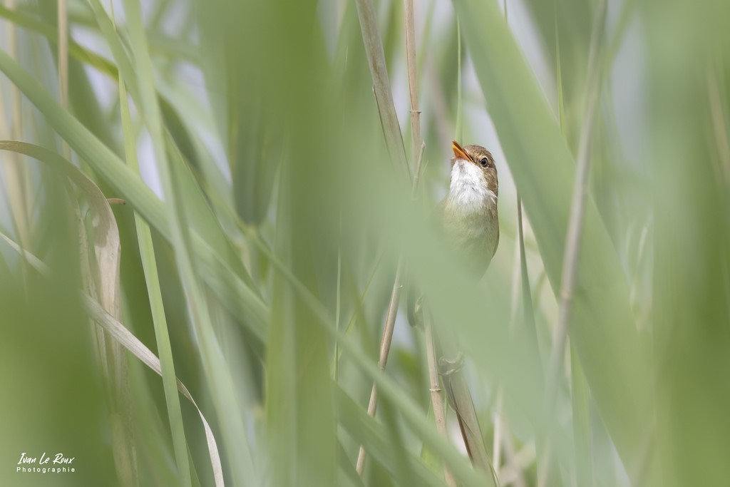 Rousserolle Effarvatte dans les roseaux - Etangs Ecluzelles (28) - 2022 - Canon EOS 5D Mark IV, Sigma 500 mm F/4 OS HSM SPORTS 500 mm + Extender TC-1401 x1.4, 700mm 1/100s, f/10 ISO 800  Priorité Ouverture​