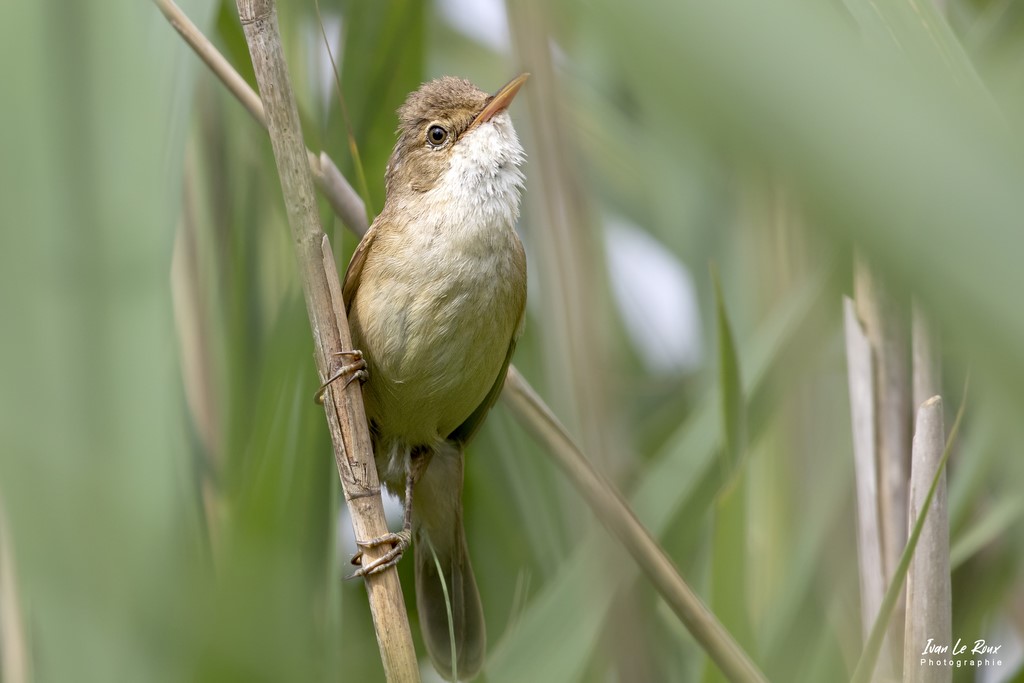 Rousserolle Effarvatte dans les roseaux - Etangs Ecluzelles (28) - 2022 - Canon EOS 5D Mark IV, Sigma 500 mm F/4 OS HSM SPORTS 500 mm + Extender TC-1401 x1.4, 700mm 1/1000s, f/10 ISO 800  Priorité Ouverture​ - Ivan Le Roux Photo