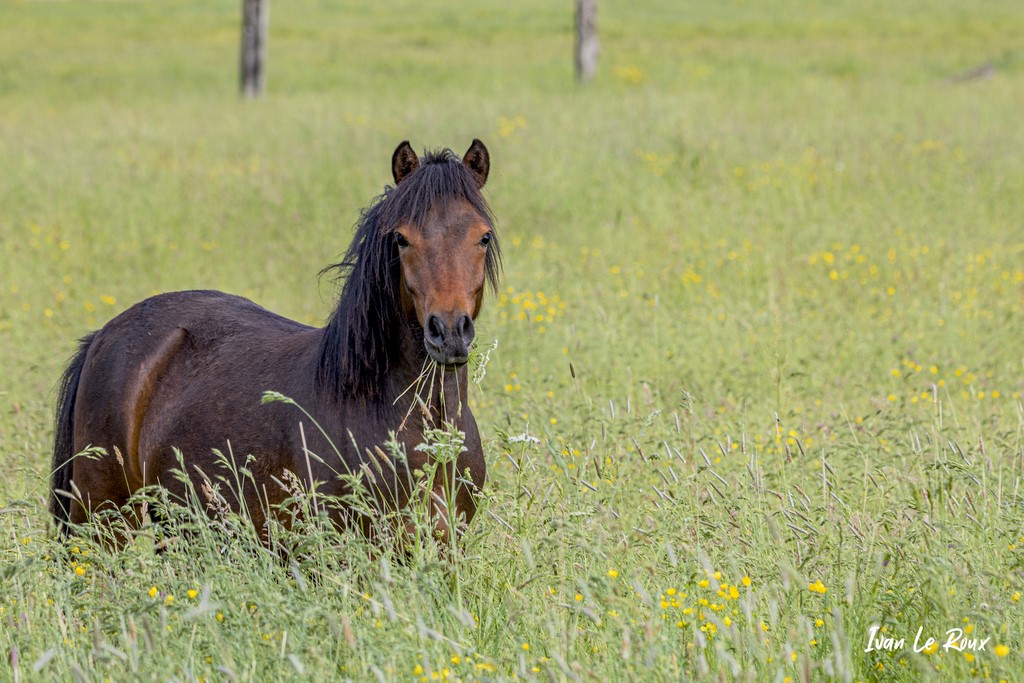 Un de nos voisins... Romilly-la-Puthenaye (27)