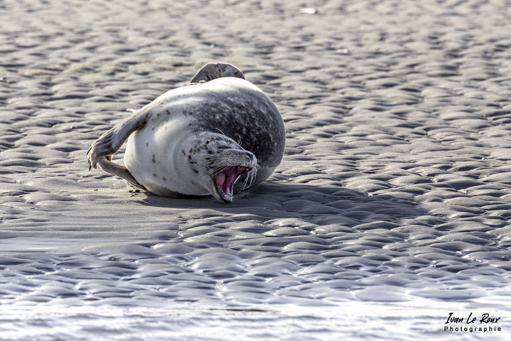 Phoques  & Veaux marins  - Baie d'Authie (62)  - 2022 - Sigma 500mm F4 - Ivan Le Roux Photographe - Berck 62