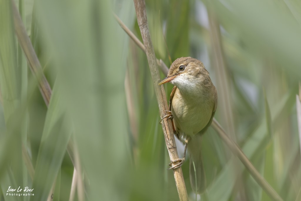 Rousserolle Effarvatte dans les roseaux - Etangs Ecluzelles (28) - 2022 - Canon EOS 5D Mark IV, Sigma 500 mm F/4 OS HSM SPORTS 500 mm + Extender TC-1401 x1.4, 700mm 1/1000s, f/10 ISO 800  Priorité Ouverture​