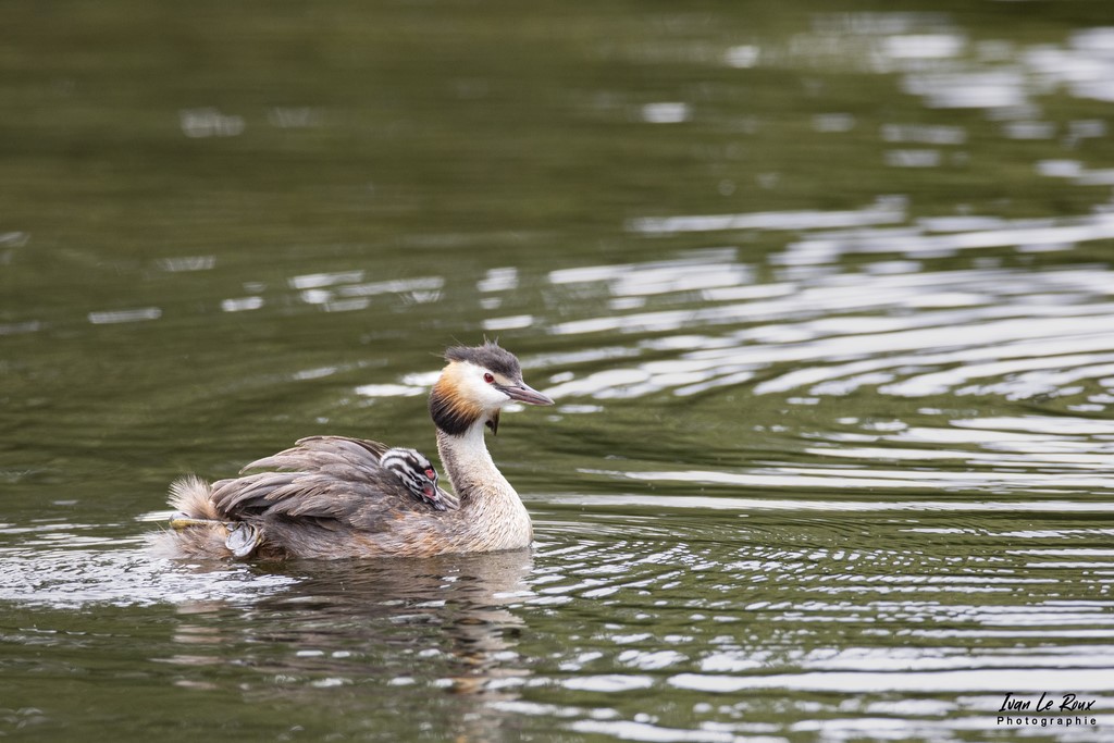 Grèbe Huppé et son petit sur le dos - Etangs Ecluzelles (28) - 2022 - Canon EOS 5D Mark IV, Sigma 500 mm F/4 OS HSM SPORTS 500 mm + Extender TC-1401 x1.4, 700mm 1/640s, f/7.1 ISO 800  Priorité Ouverture​