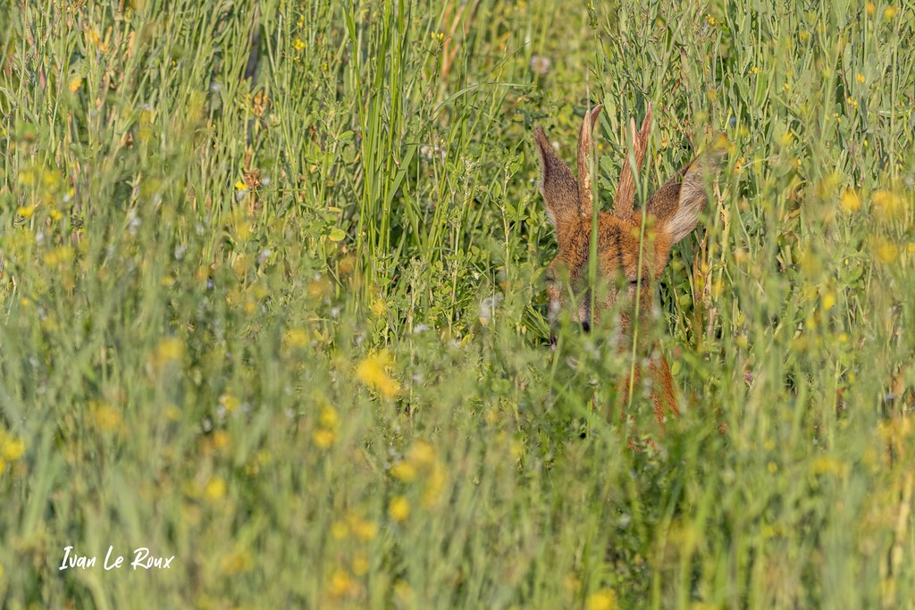 Petite sieste dans l'herbe... Chevreuil Romilly-la-Puthenaye (27) Photographe Ivan Le Roux