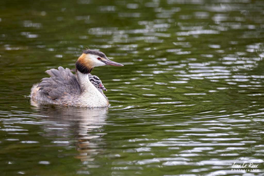 Grèbe Huppé et son petit sur le dos - Etangs Ecluzelles (28) - 2022 - Canon EOS 5D Mark IV, Sigma 500 mm F/4 OS HSM SPORTS 500 mm + Extender TC-1401 x1.4, 700mm 1/320s, f/7.1 ISO 800  Priorité Ouverture​