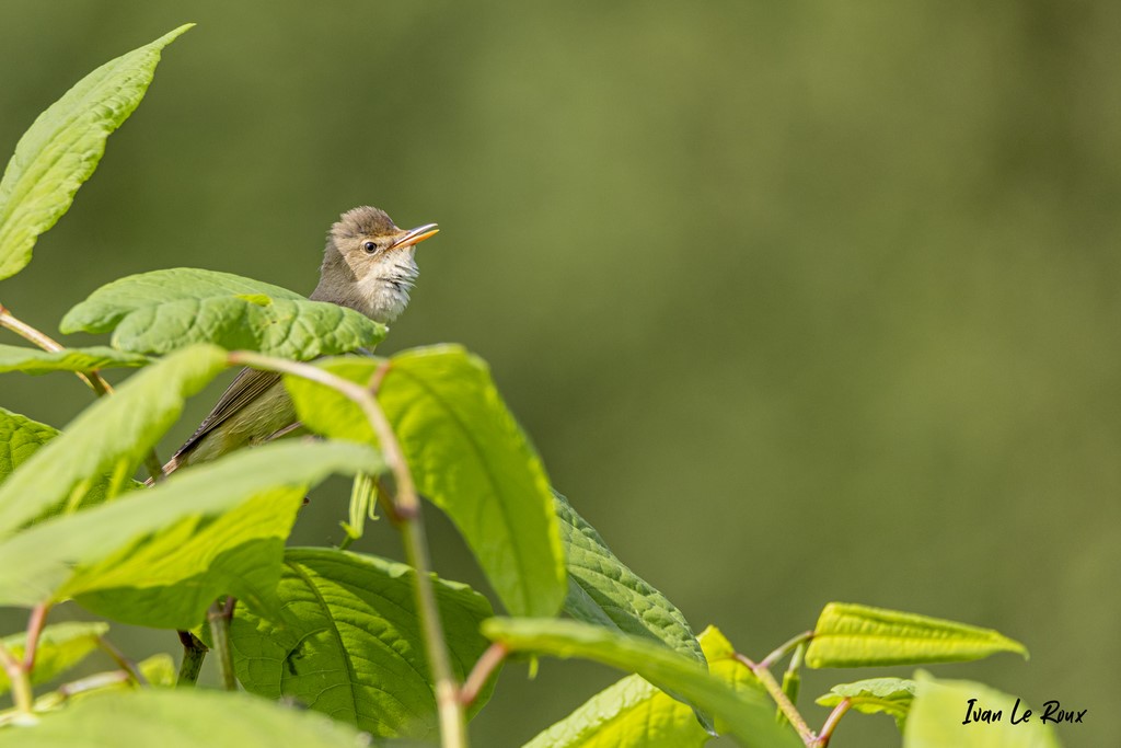 Rousserolle verderolle  - Beaumont-le-Roger (27) -  2021