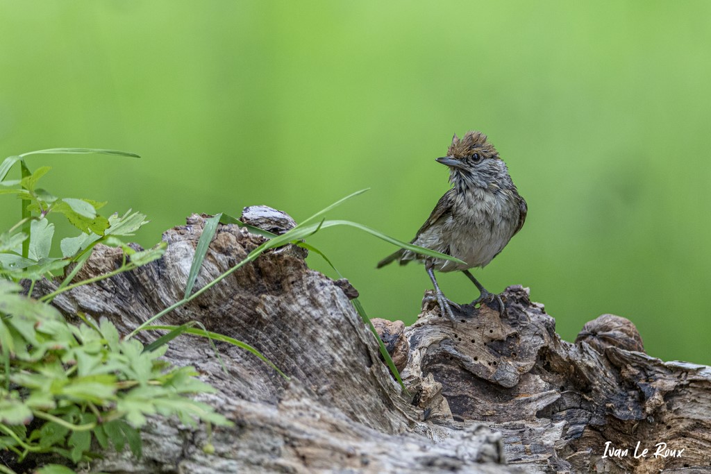 "Les Oiseaux du Jardin" - Fauvette à Tête Noire qui sort du bain - 2021