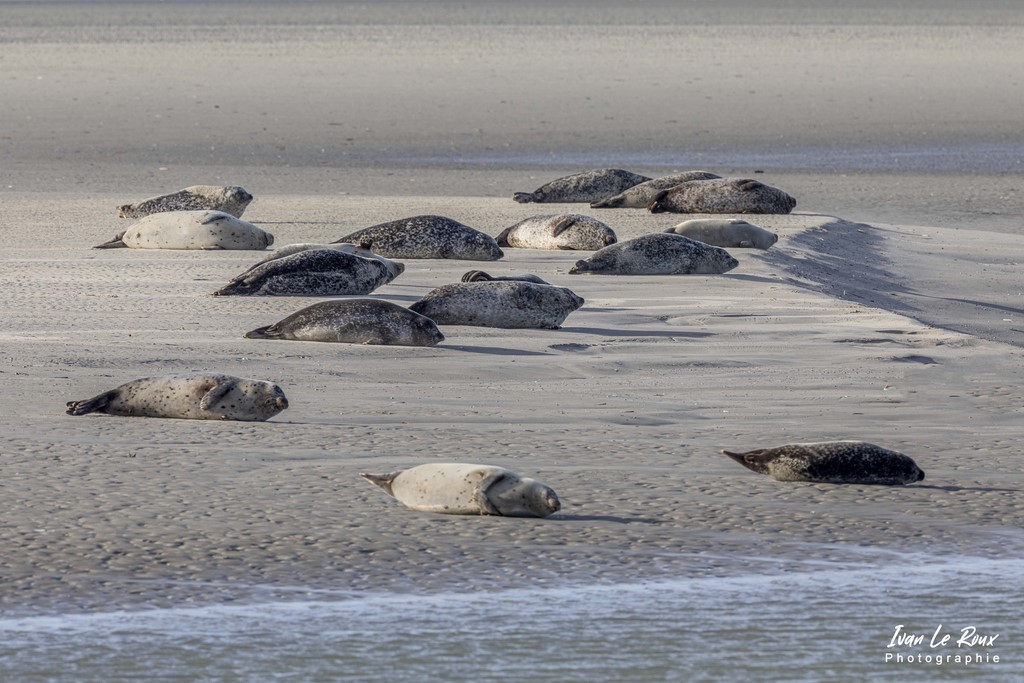 Phoques  & Veaux marins  - Baie d'Authie (62)  - 2022 - Sigma 500mm F4 - Ivan Le Roux Photographe