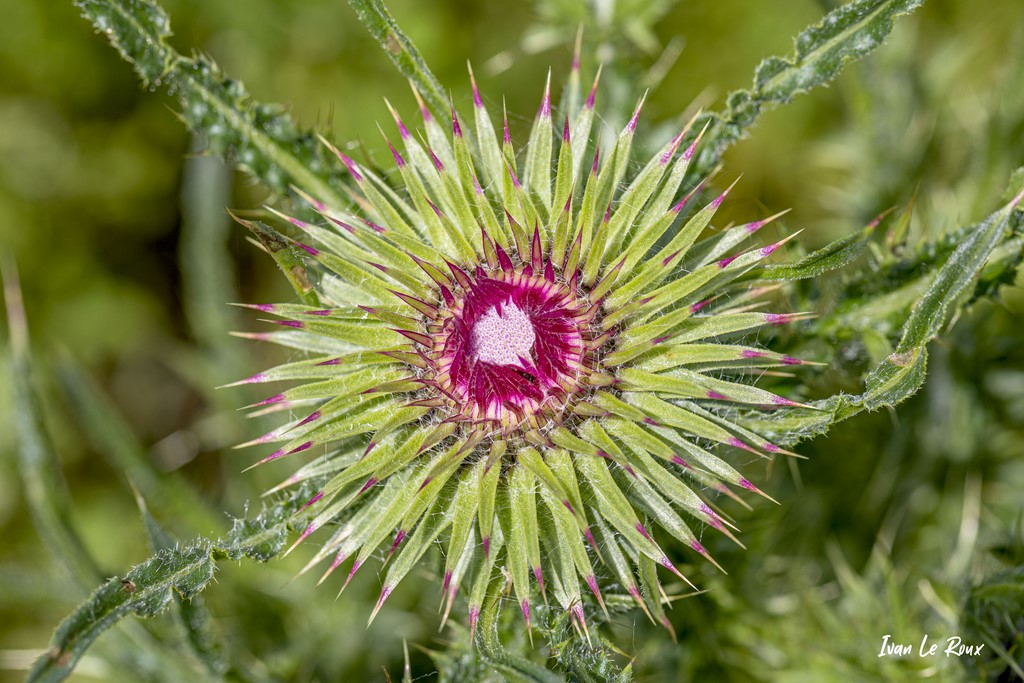 Chardon penché (Carduus nutans) - 2021