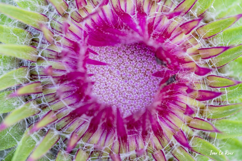 Chardon penché (Carduus nutans) - 2021 - Photo Ivan Le Roux