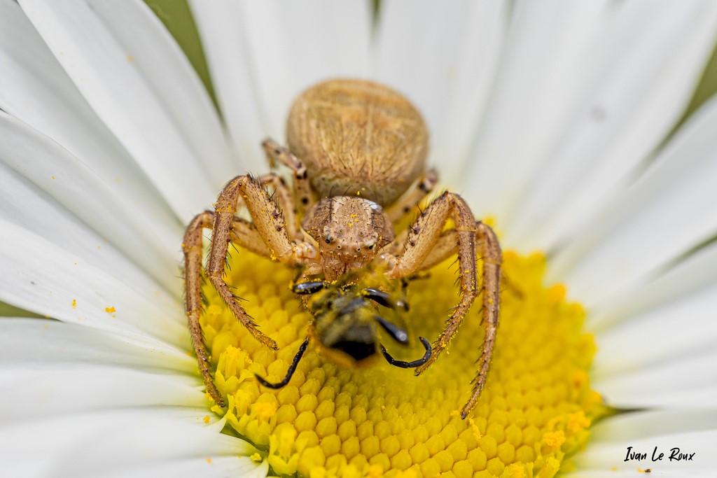 Araignée "Thomise" - 2021 - Ivan Le Roux