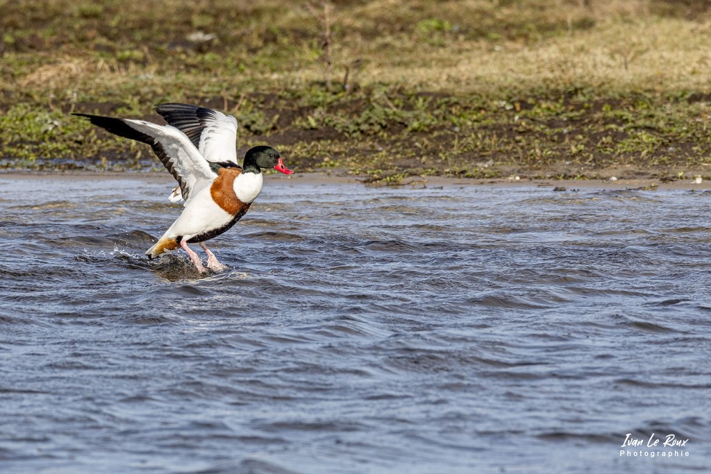 Parc du Marquenterre - Canard Tadorne de Belon  - 2022
