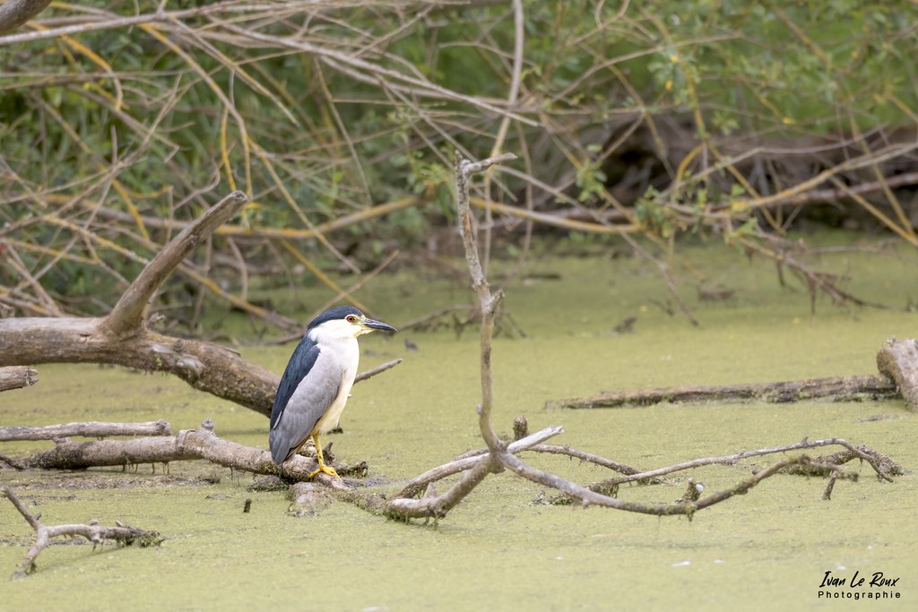 Bihoreau Gris - Etangs Ecluzelles (28) - 2022 - Canon EOS 5D Mark IV, Sigma 500 mm F/4 OS HSM SPORTS 500 mm + Extender TC-1401 x1.4, 700mm 1/1000s, f/6.3 ISO 800  Priorité Ouverture​