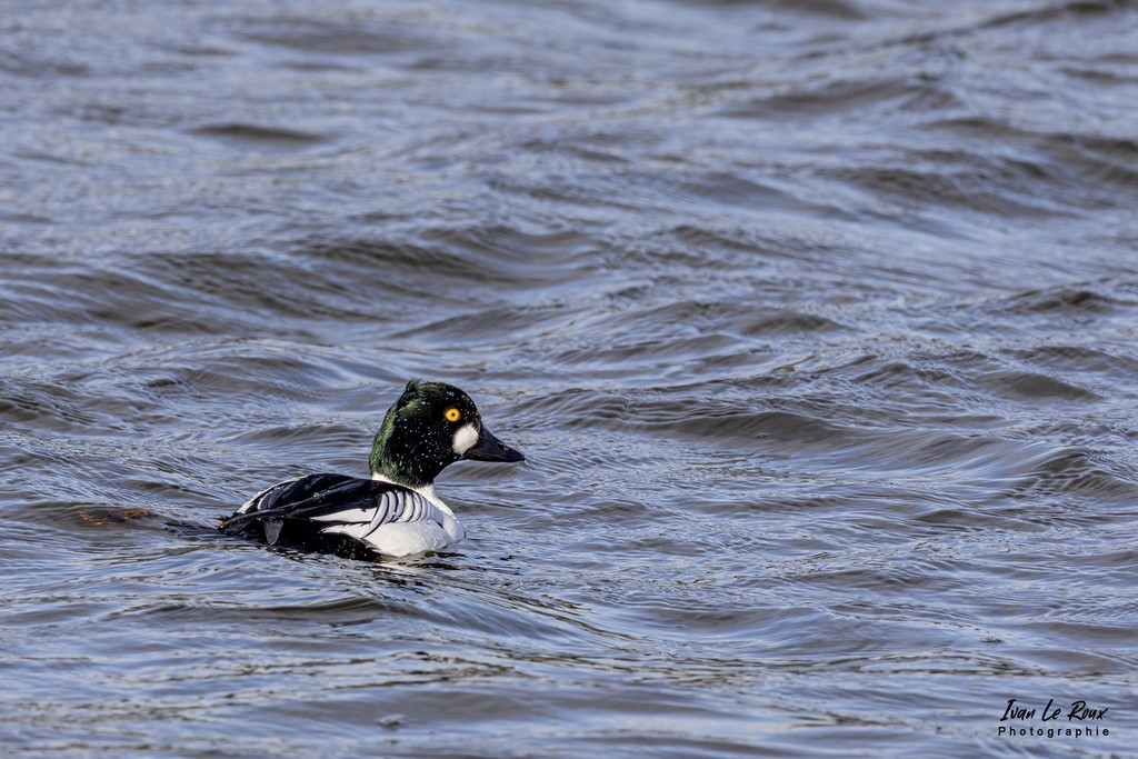 Parc du Marquenterre - Garrot à Oeil d'Or (mâle)  - 2022 - Baie de Somme - Photographe Ivan Le Roux