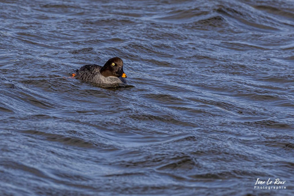 Parc du Marquenterre - Garrot à Oeil d'Or (femelle)  - 2022