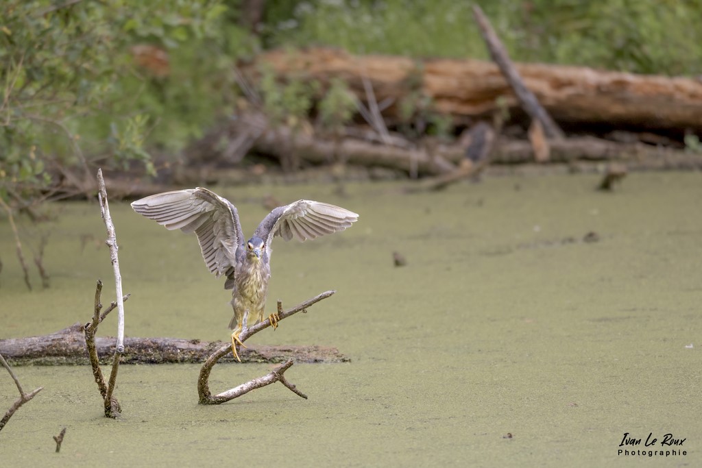 Bihoreau Gris Juvénile - Etangs Ecluzelles (28) - 2022 - Canon EOS 5D Mark IV, Sigma 500 mm F/4 OS HSM SPORTS 500 mm + Extender TC-1401 x1.4, 700mm 1/1600s, f/5.6 ISO 800  Priorité Ouverture​