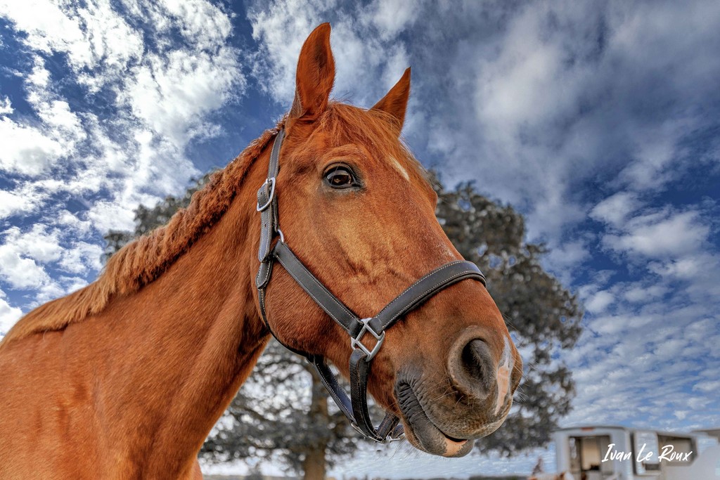 Portrait de Cheval Quick Boy