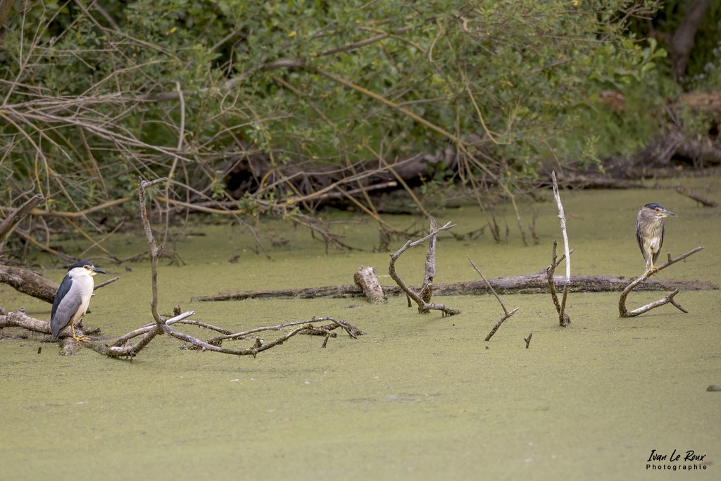 Bihoreau gris Adulte et juvénile - Etangs Ecluzelles (28) - 2022 - Canon EOS 5D Mark IV, Sigma 500 mm F/4 OS HSM SPORTS 500 mm 1/2000s, f/5.6ISO 800  Priorité Ouverture​