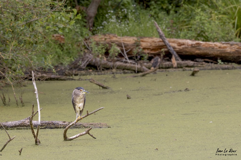 Bihoreau Gris Juvénile - Etangs Ecluzelles (28) - 2022 - Canon EOS 5D Mark IV, Sigma 500 mm F/4 OS HSM SPORTS 500 mm + Extender TC-1401 x1.4, 700mm 1/400s, f/13 ISO 800  Priorité Ouverture​