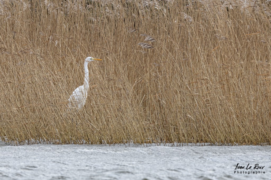 Parc du Marquenterre - Grande Aigrette dans les roseaux  - 2022