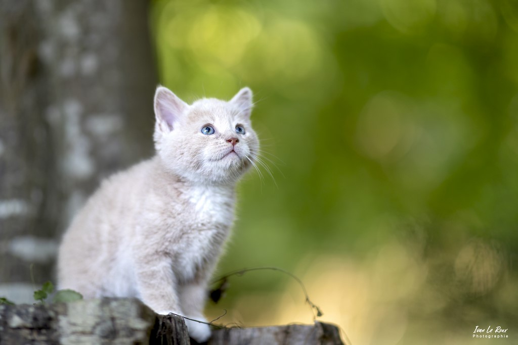 chaton Horace 5 semaines - Romilly-la-Puthenaye (27) - 2022 - Canon EOS 5D Mark IV, EF 85mm F/1.4L IS USM, 85  mm, 1/500s, f/1.4 ISO 320  Priorité Ouverture