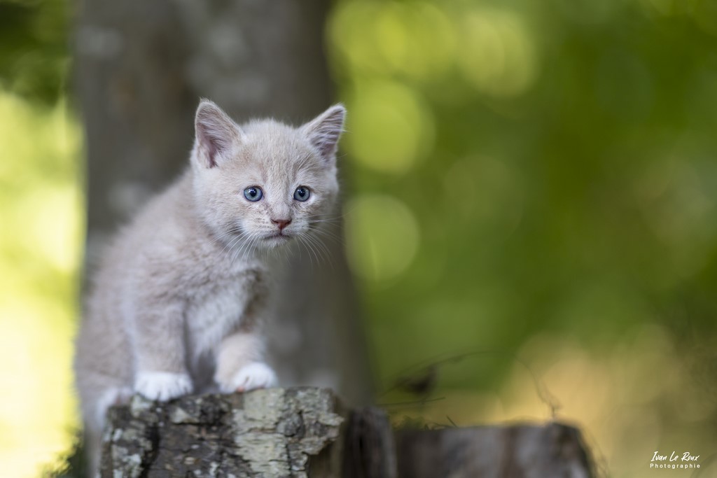 Chat Horace 5 semaines - Romilly-la-Puthenaye (27) - 2022 - Canon EOS 5D Mark IV, EF 85mm F/1.4L IS USM, 85  mm, 1/800s, f/1.4 ISO 320  Priorité Ouverture