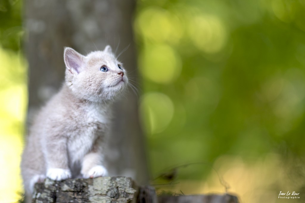 Chaton Horace 5 semaines - Romilly-la-Puthenaye (27) - 2022 - Canon EOS 5D Mark IV, EF 85mm F/1.4L IS USM, 85  mm, 1/640s, f/1.4 ISO 320  Priorité Ouverture