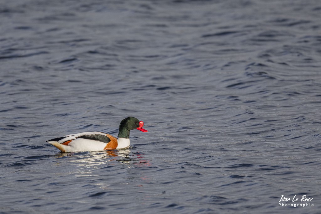 Parc du Marquenterre - Canard Tadorne de Belon  - 2022 - Baie de Somme - Photographie Ivan Le Roux