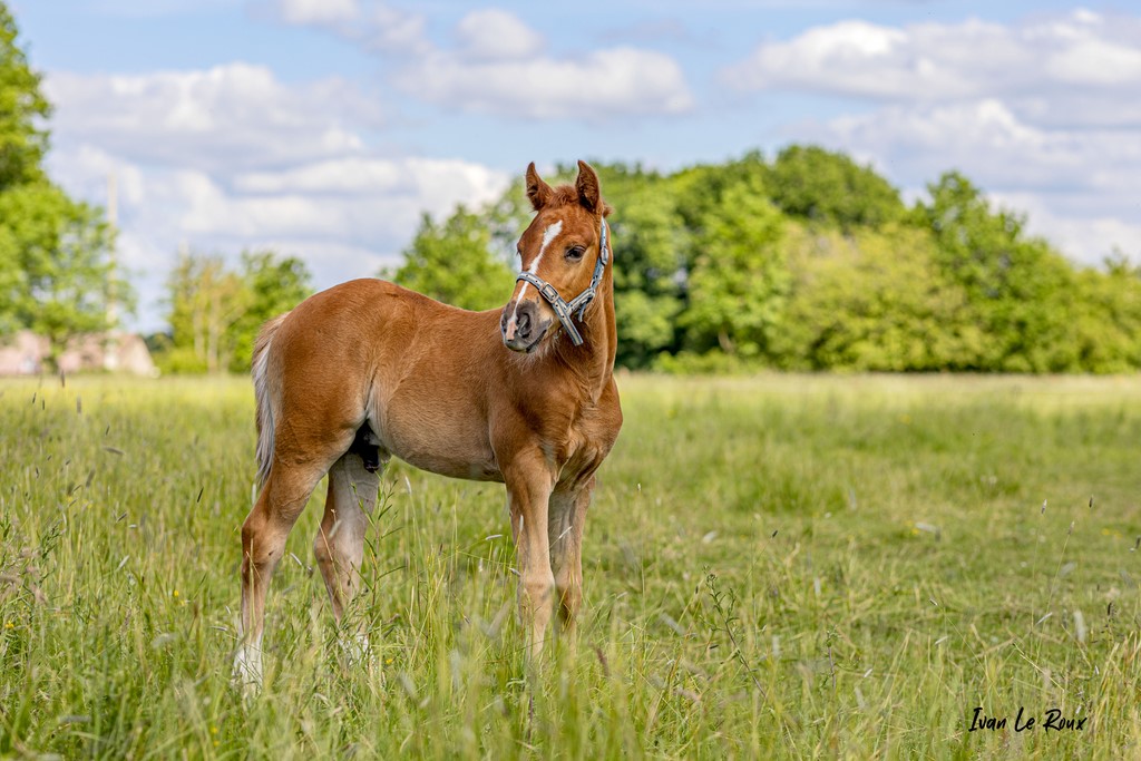 Poulain "Lemon Tonic" (1 mois) Haflinger croisé Selle Français - 2021 - Photographe Ivan Le Roux