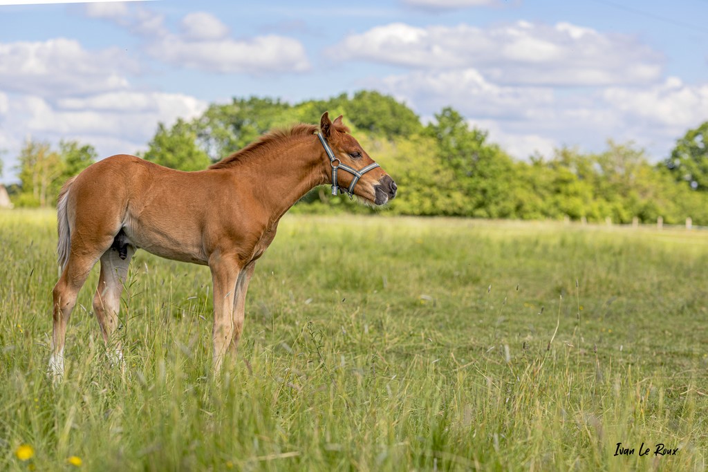 Poulain "Lemon Tonic" (1 mois)  - 2021 - Photos Ivan Le Roux Normandie Orne