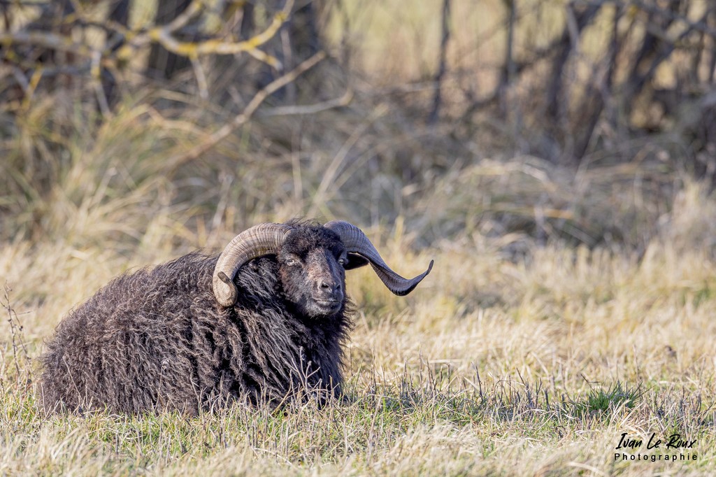 Parc du Marquenterre - Mouton d'Ouessant  - 2022