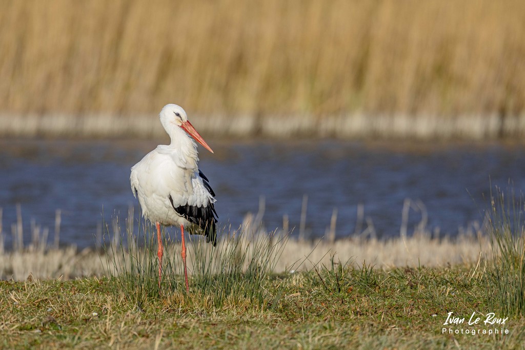 Parc du Marquenterre - Cigogne Blanche  - 2022