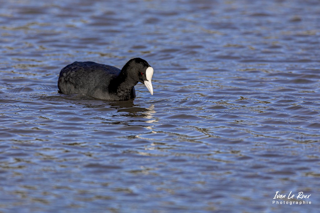 Parc du Marquenterre - Foulque Macroule  - 2022