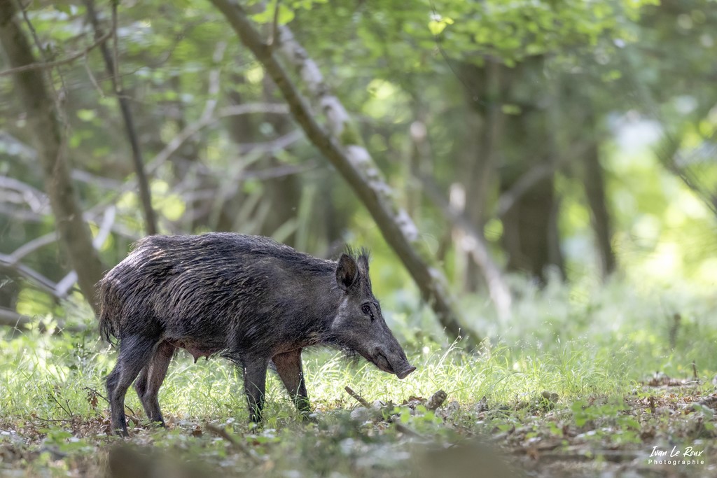 Sanglier La Laie - Beaumont-le-Roger (27) - 2022 - Canon EOS 5D Mark IV, Sigma 500 mm F/4 OS HSM SPORTS 500 mm, 1/320s, f/4 ISO 2000  Priorité Ouverture