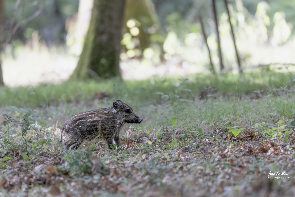 Le Marcassin - Beaumont-le-Roger (27) - 2022 - Canon EOS 5D Mark IV, Sigma 500 mm F/4 OS HSM SPORTS 500 mm, 1/500s, f/4 ISO 2000  Priorité Ouverture Ivan Le Roux Photographie