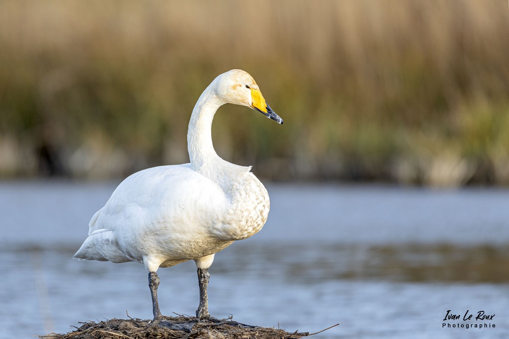 Parc du Marquenterre - Cygne de Bewick  - 2022 - Ivan Le ROux