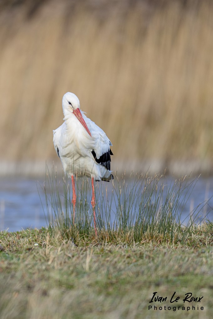 Parc du Marquenterre - Cigogne Blanche  - 2022 - Ivan Le Roux Photo - Baie de somme