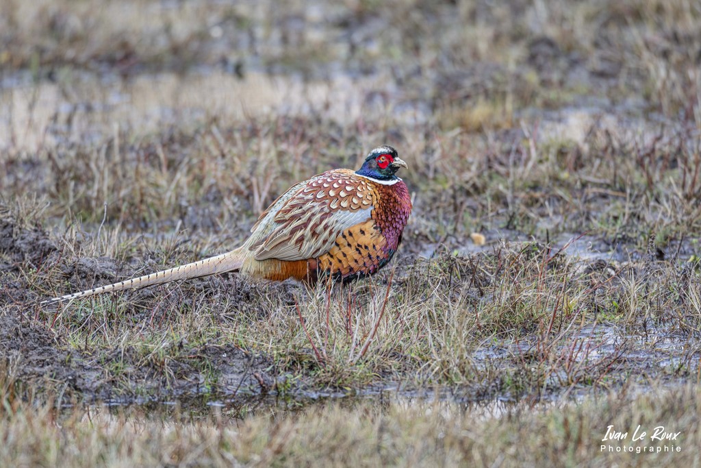 Parc du Marquenterre - Faisan de Colchide  - 2022 - Ivan Le Roux Photographe