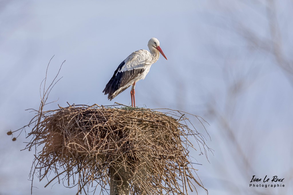 Cigogne dans son nid - Marais de l'Estuaire de la Seine - 2022