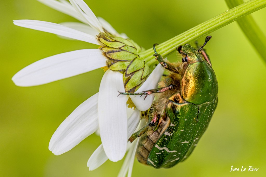 Cétoine Dorée - 2021 - photo Ivan Le Roux