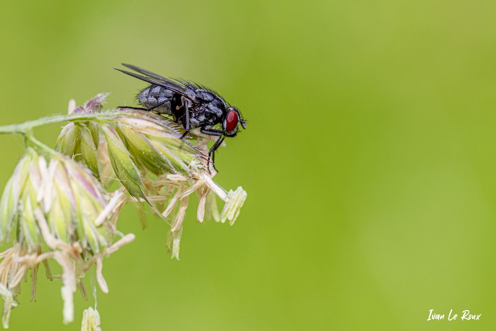 Faire mouche... - 2021 - Macro mouche commune
