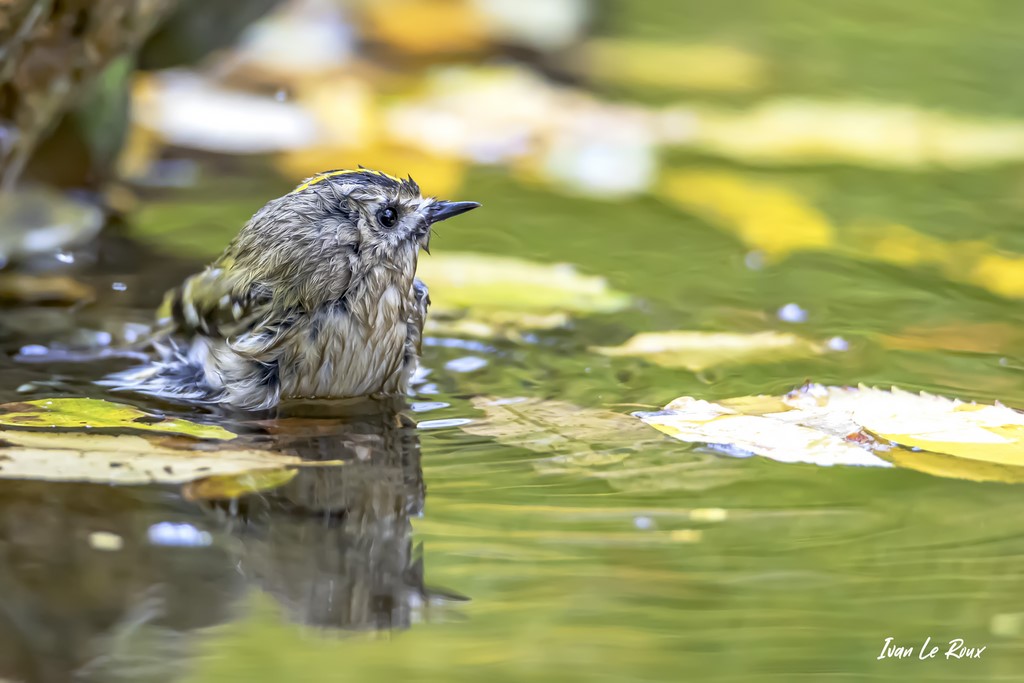 Le Roitelet Huppé prend son bain - 2020