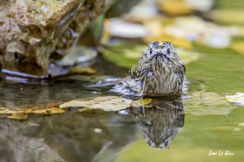 Le Roitelet Huppé prend son bain