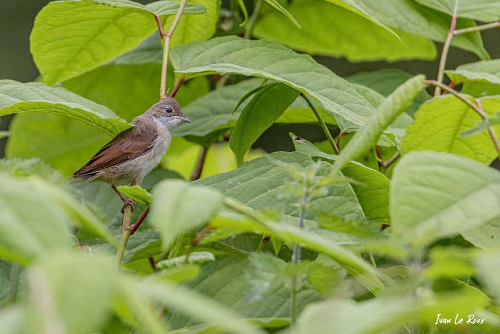 Fauvette Grisette (femelle) -  2021 - Beaumont-le-Rogger (27)