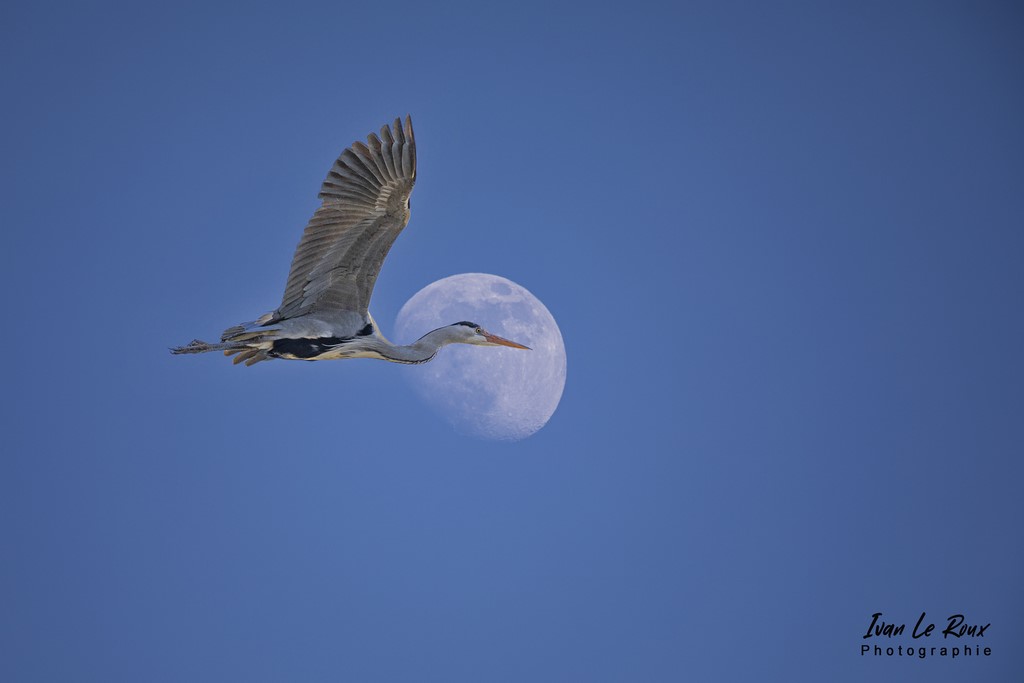 "Etre dans la Lune" Héron cendré - Marais de l'Estuaire de la Seine - 2022